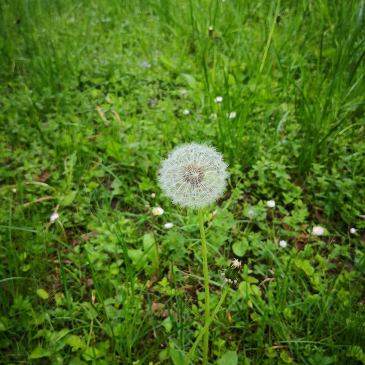 spring