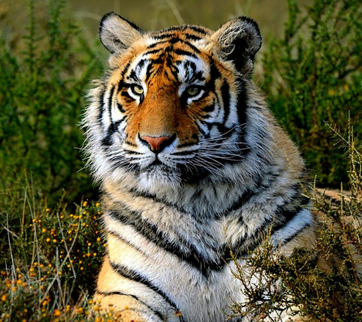 animals