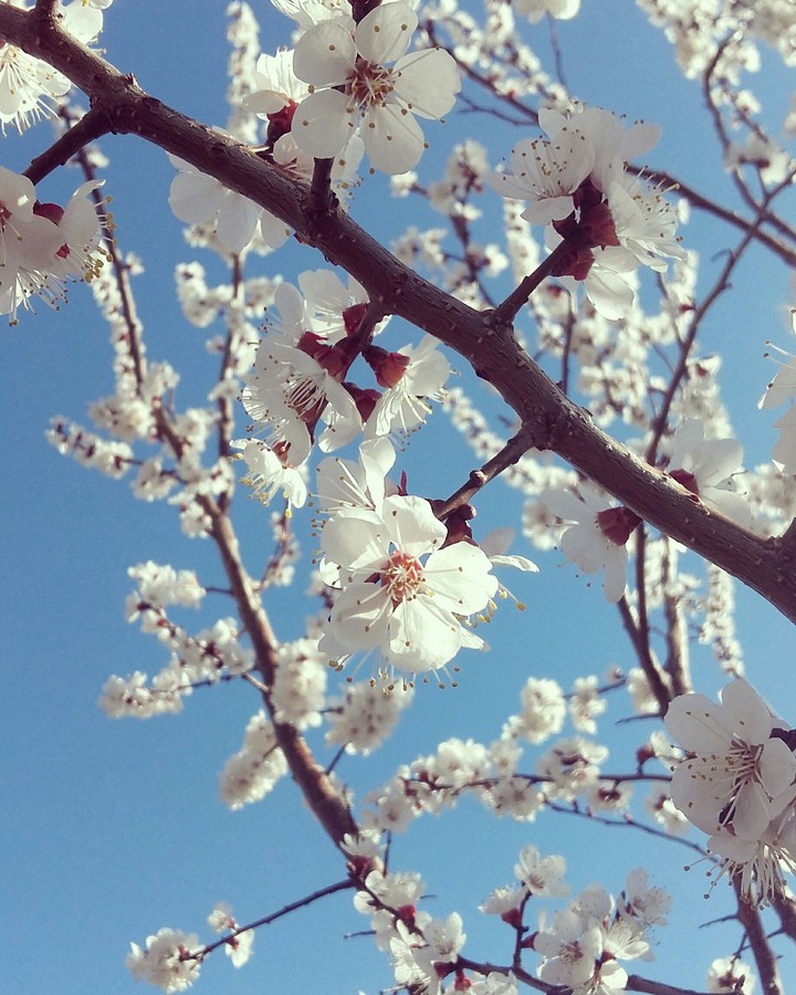 #spring