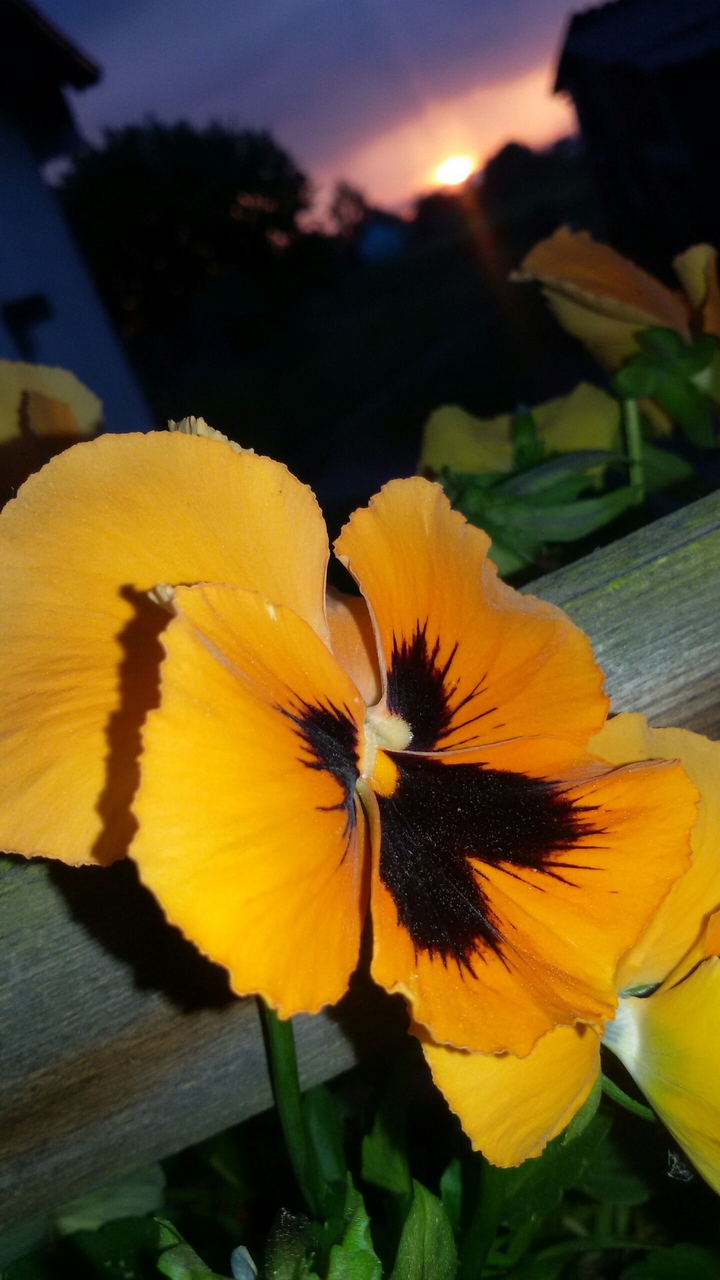 Pansy sunset