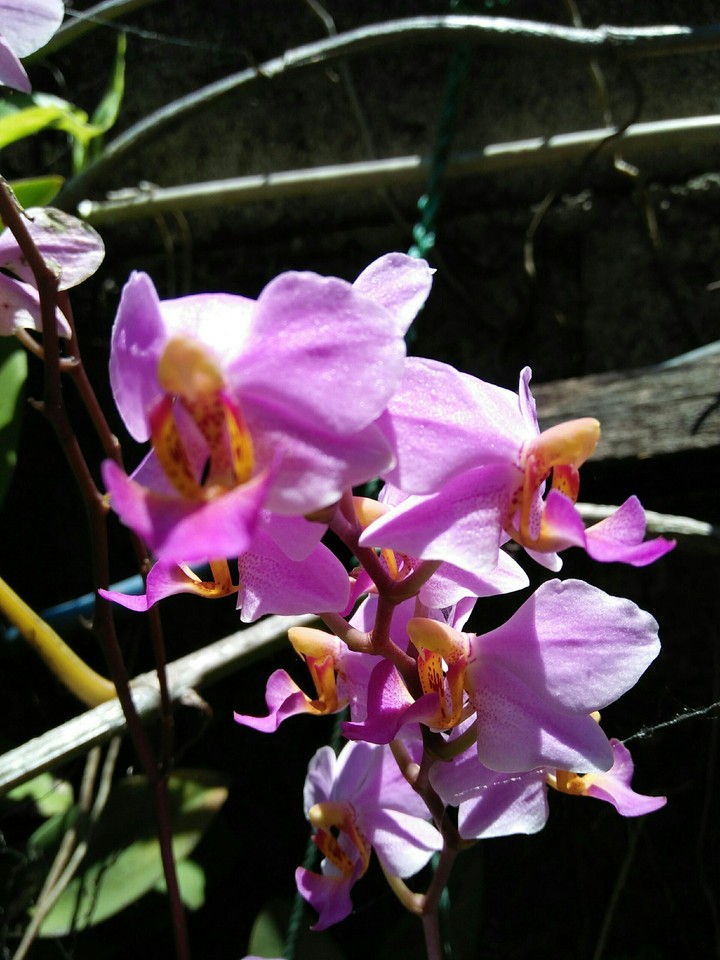 anggrek