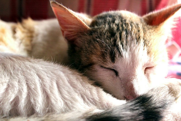 Sleeping Beauty