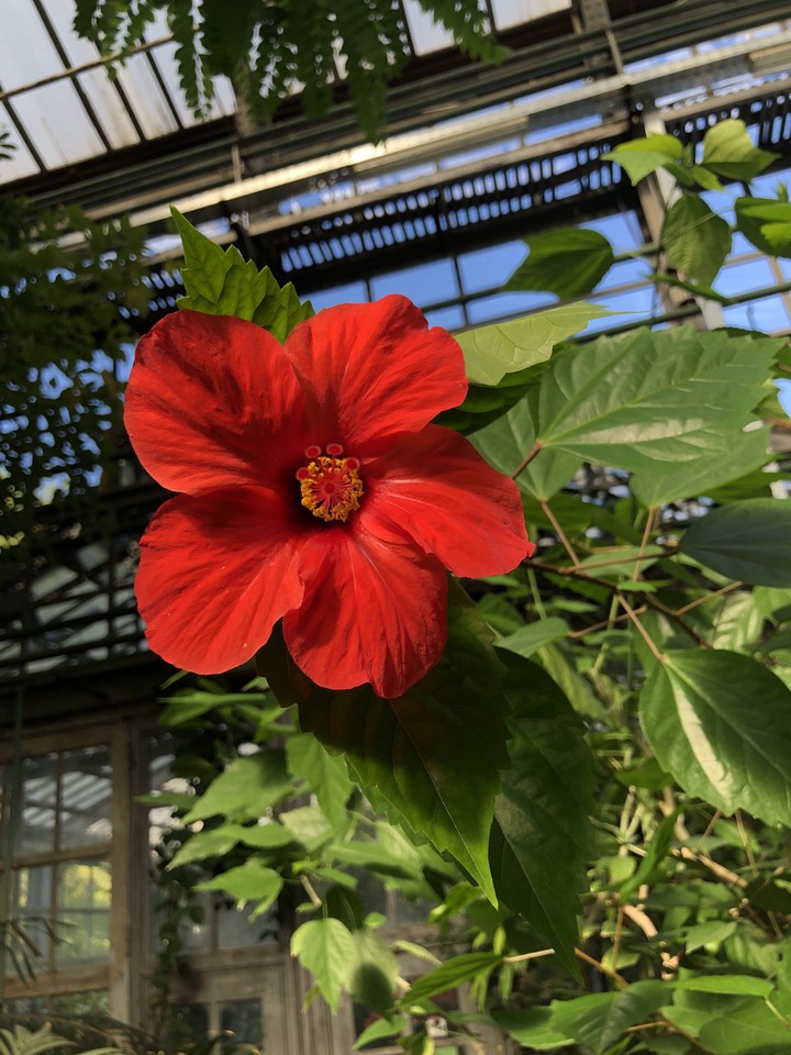 Flower 