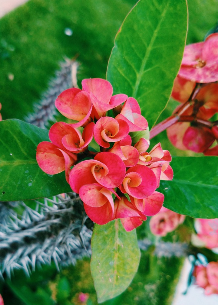 Flowers