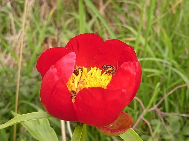 Bees In a Tulipan