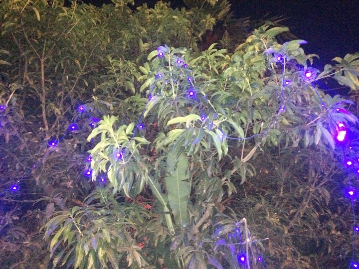 A tree whre light is there