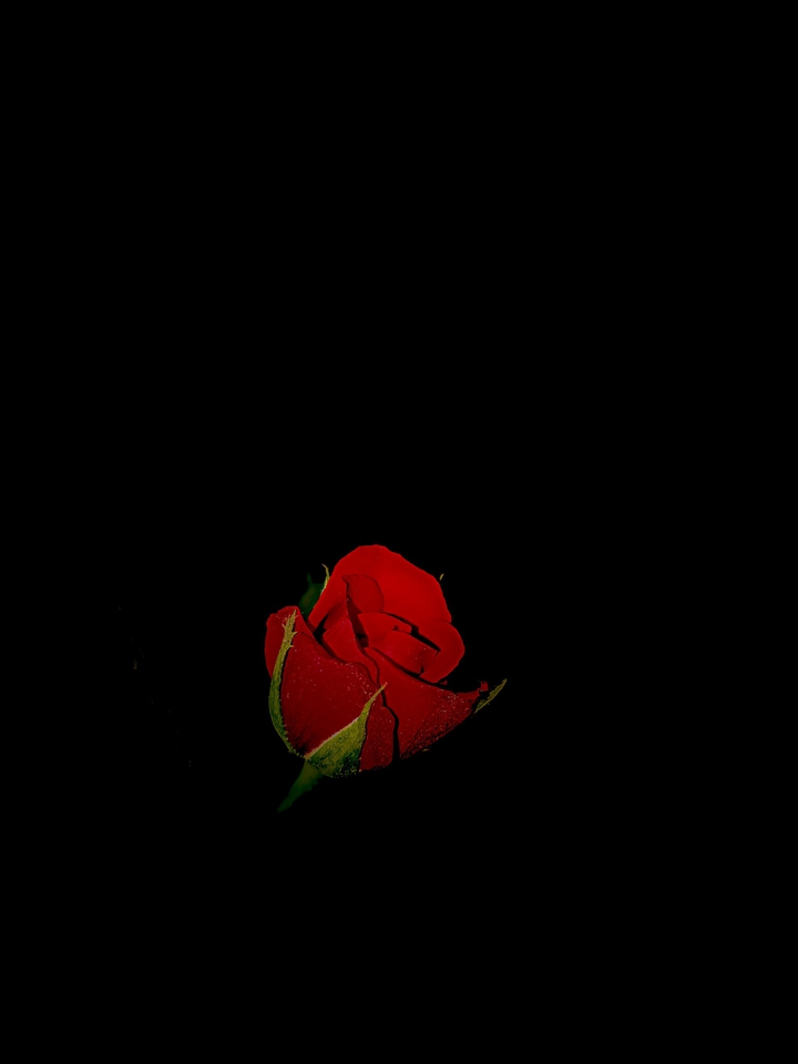 rose