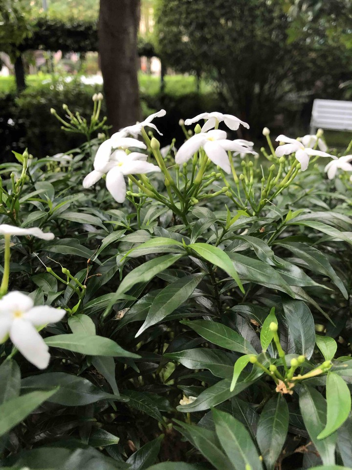 flower