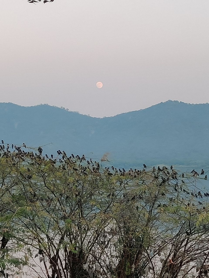 Dawn at Maan Sagar Lake
