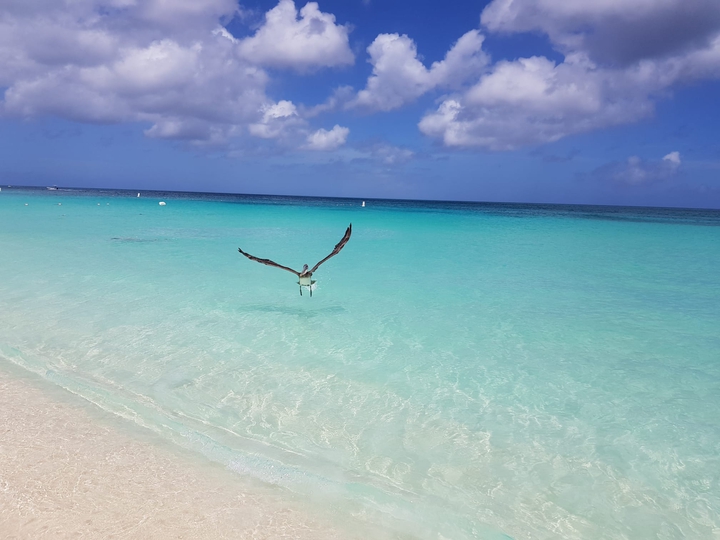 Fly me to Aruba
