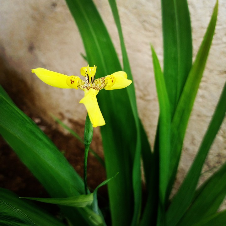 flower ???