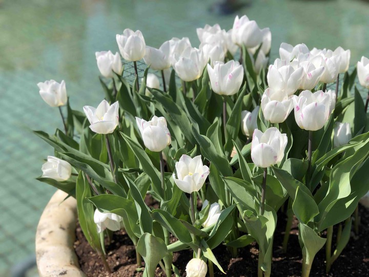 tulips