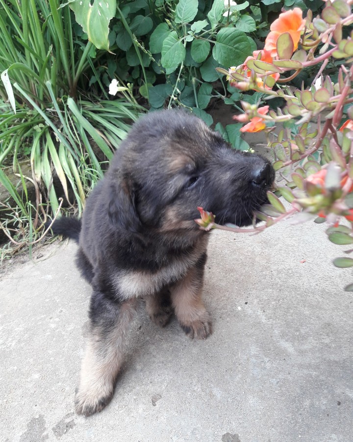 cute puppy