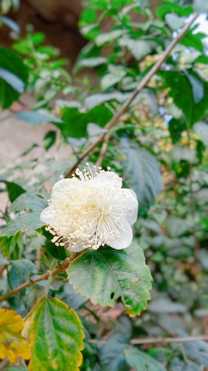 sanjit