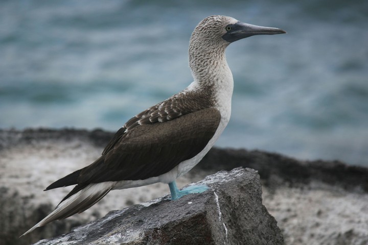 wales, galapagos, bird