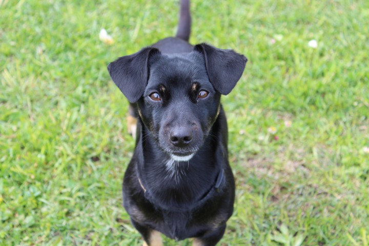 dog