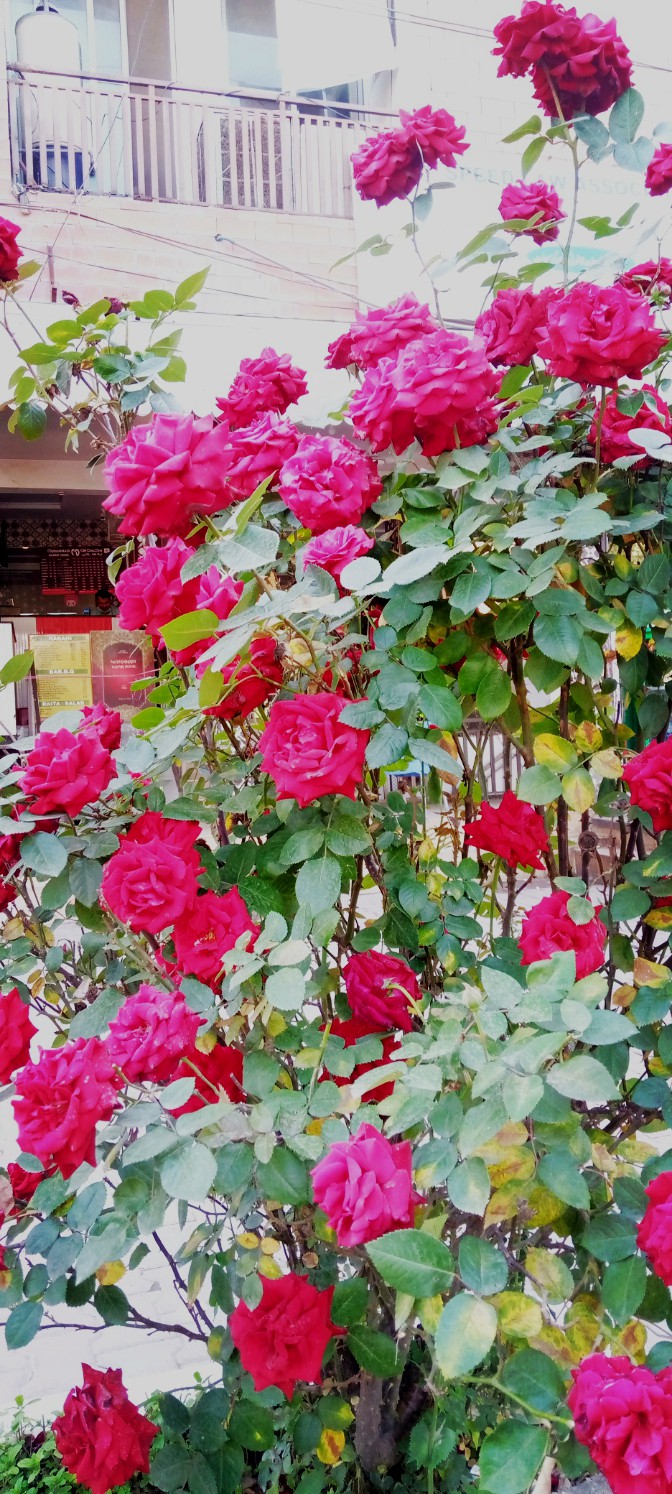 Red Rose