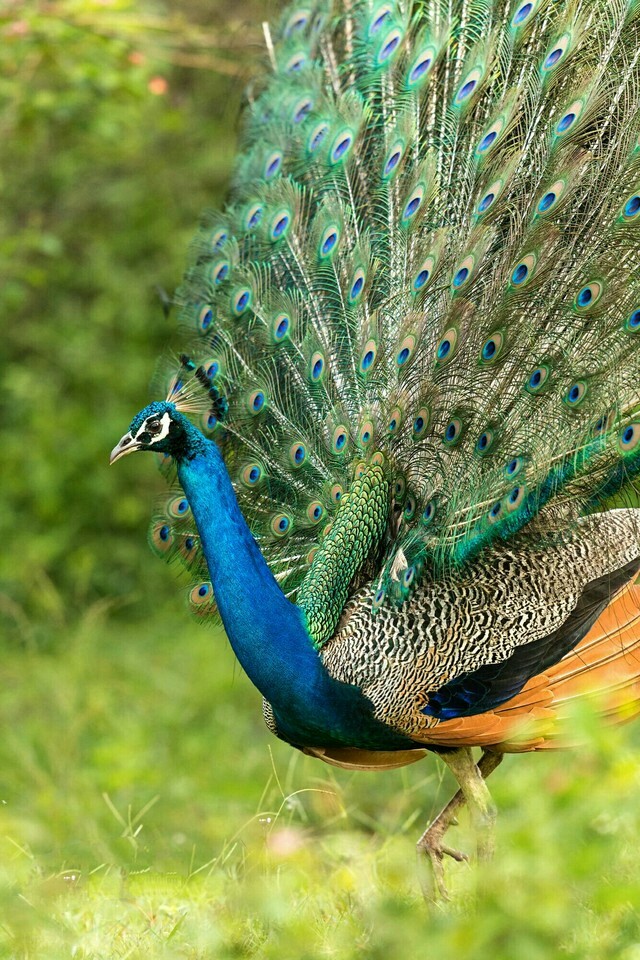 Peockok
