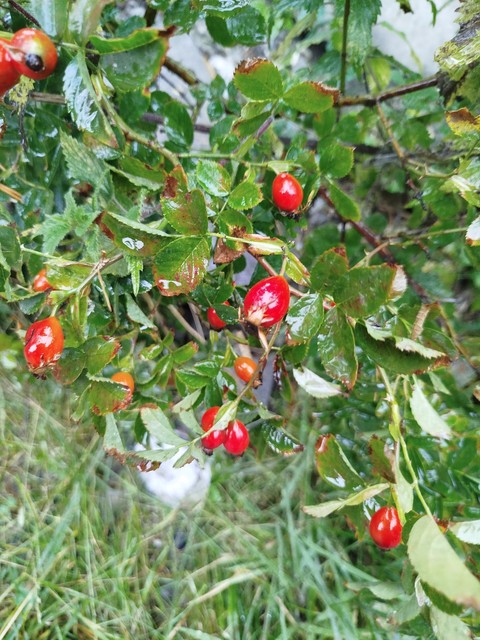 berry, dog-rose duvar kağıtları