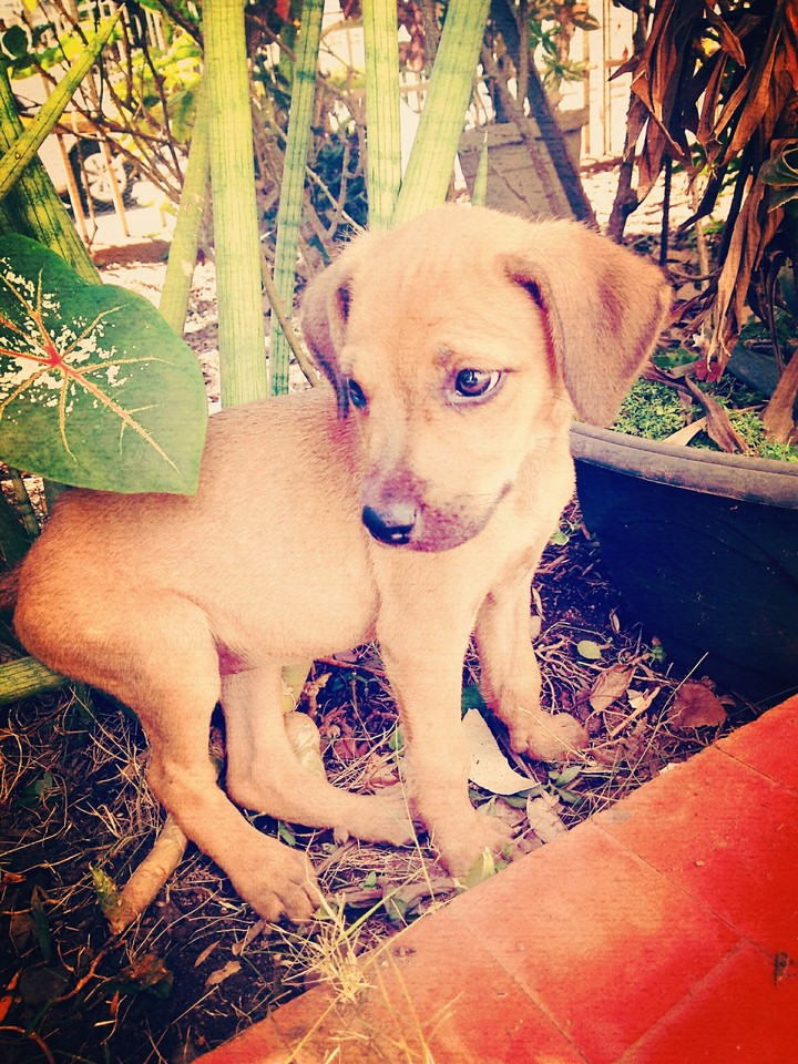 I love You dog