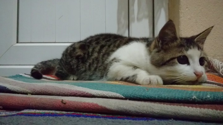 My cat
