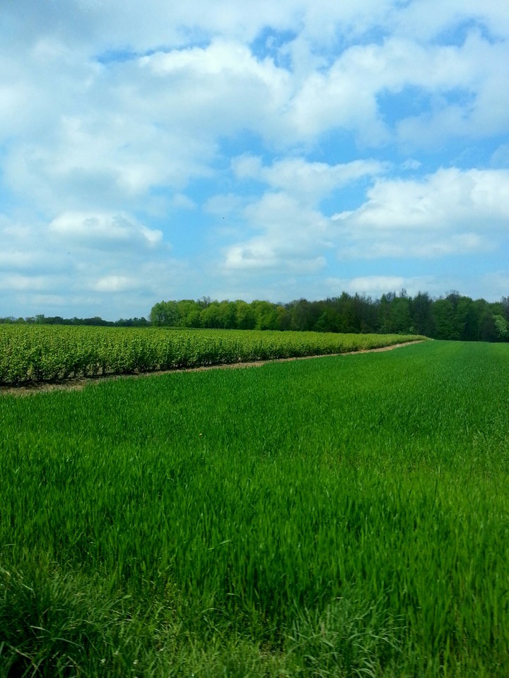 Kazimierz - field