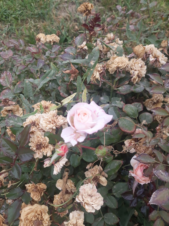 roses