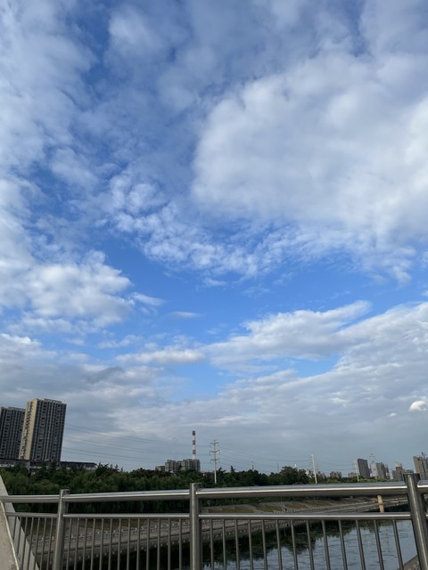樹木, 地平線桌布