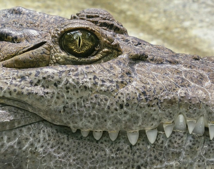 crocodile