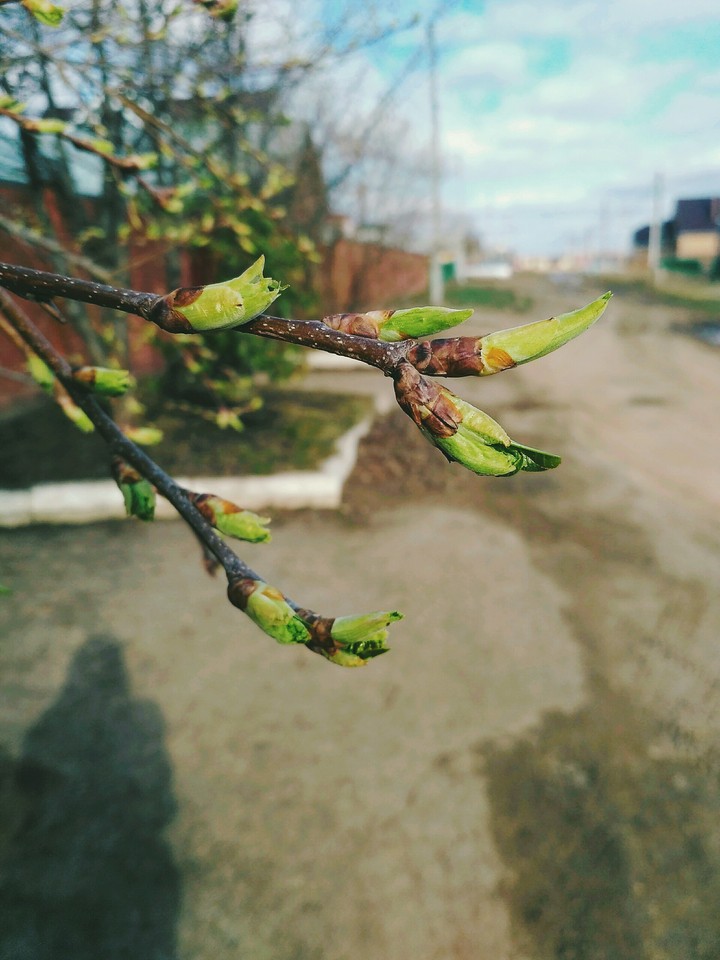 spring