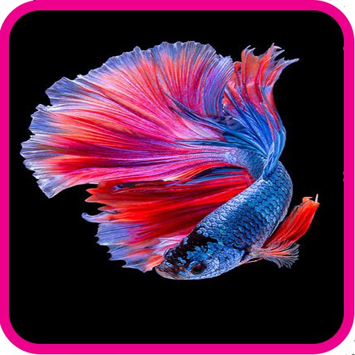 betta fish