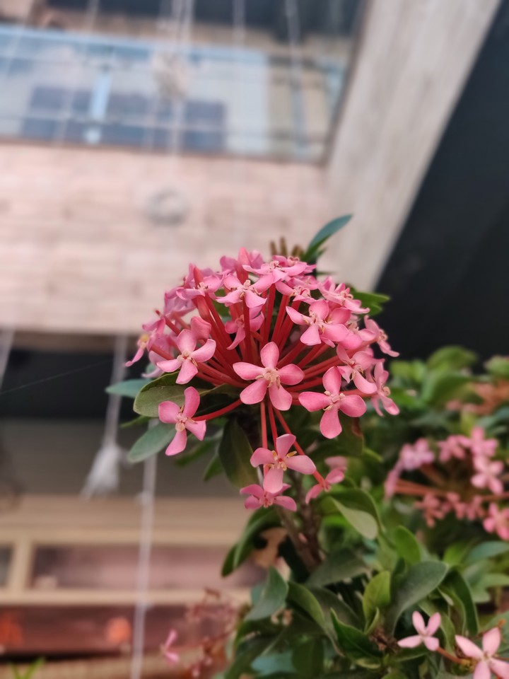 Pink Beauty