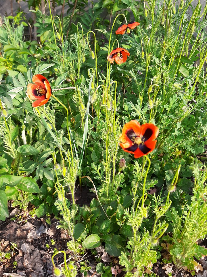 Poppies