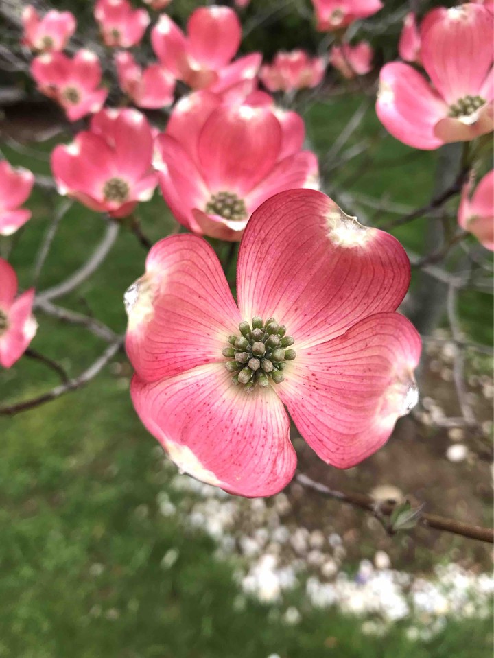 dogwood pink