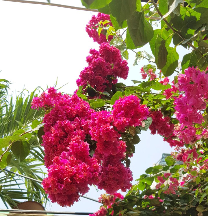 Hoa giấy chùm