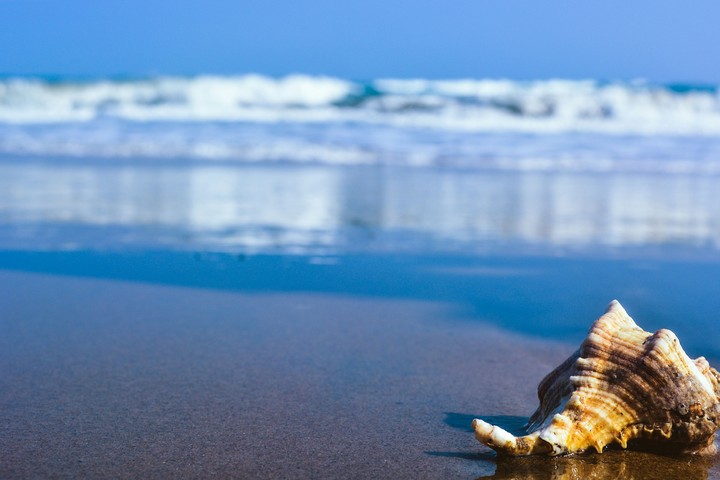 sea shells