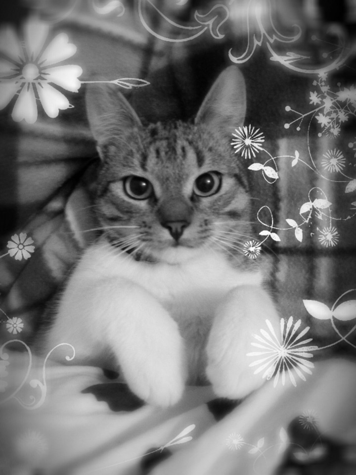 Kitten