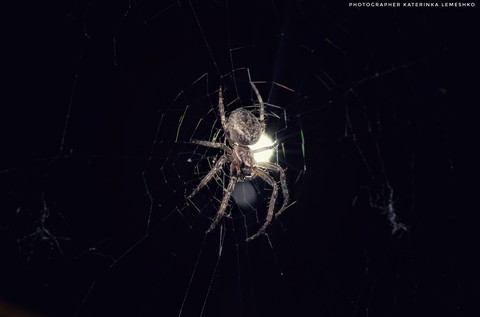 spider ?