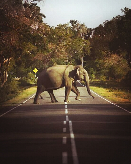 Elephant