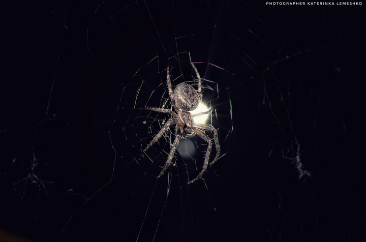 spider ?