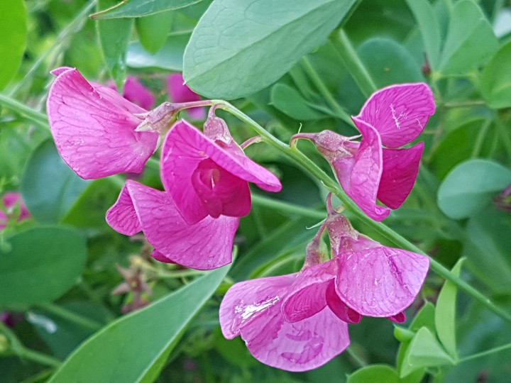 Pink Flower