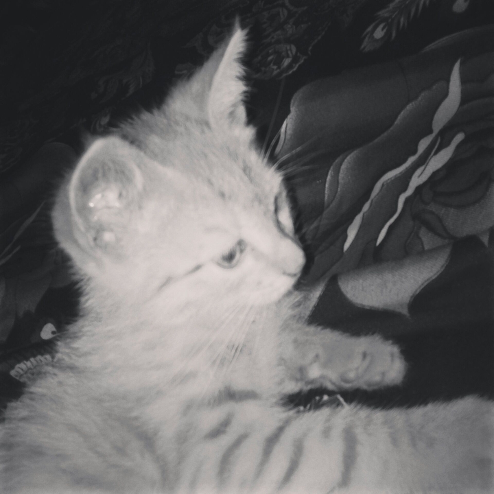 cat