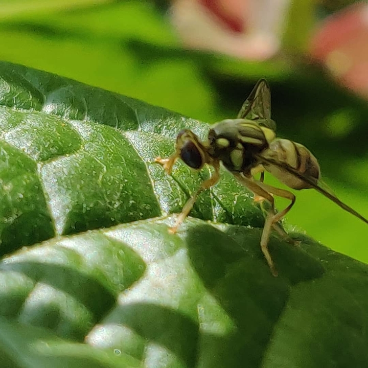 bee on the leaf