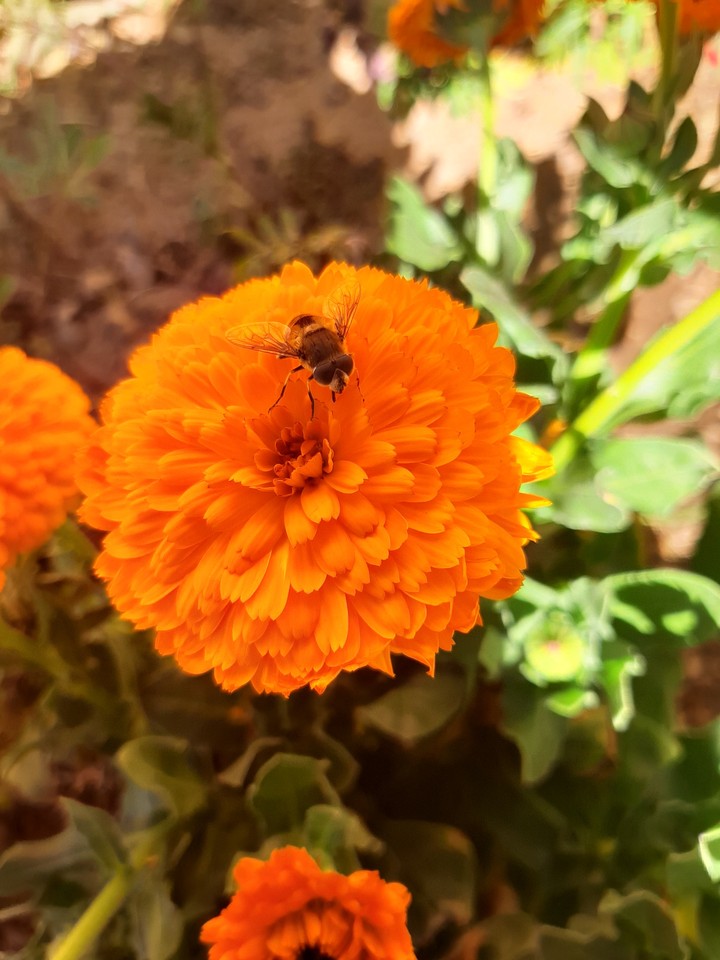 girasol