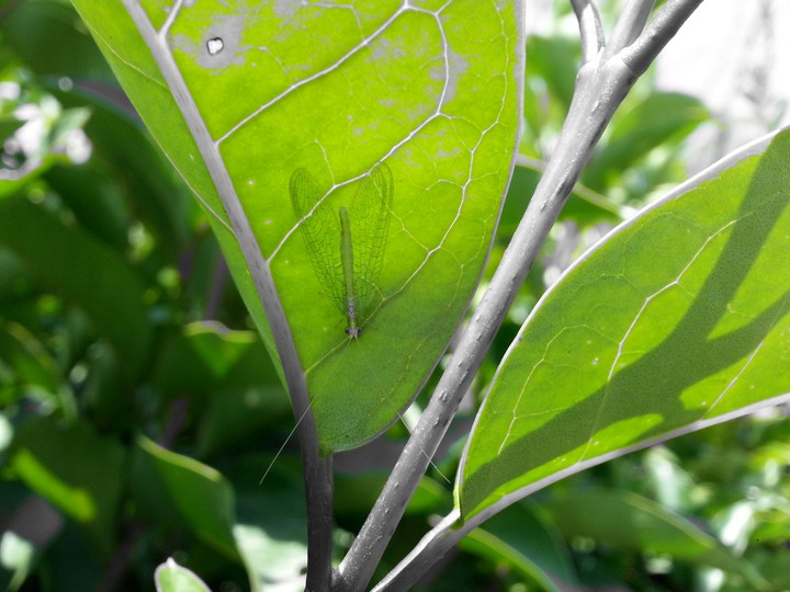green