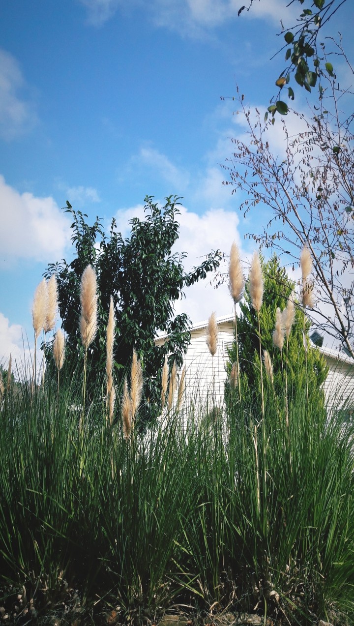 Nature 