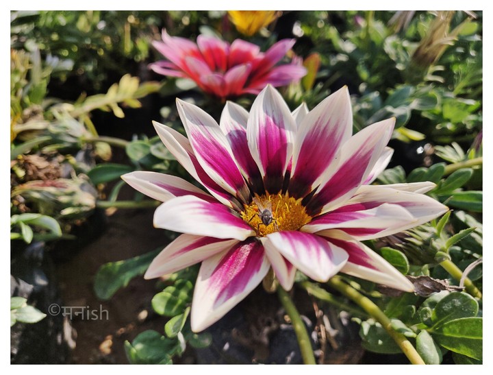 Beautiful flower captured by my OnePlus 6