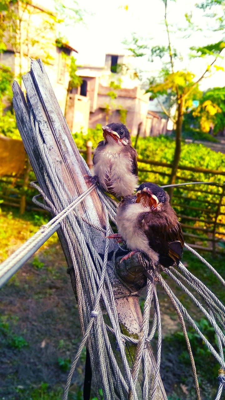 happiest Birds ??