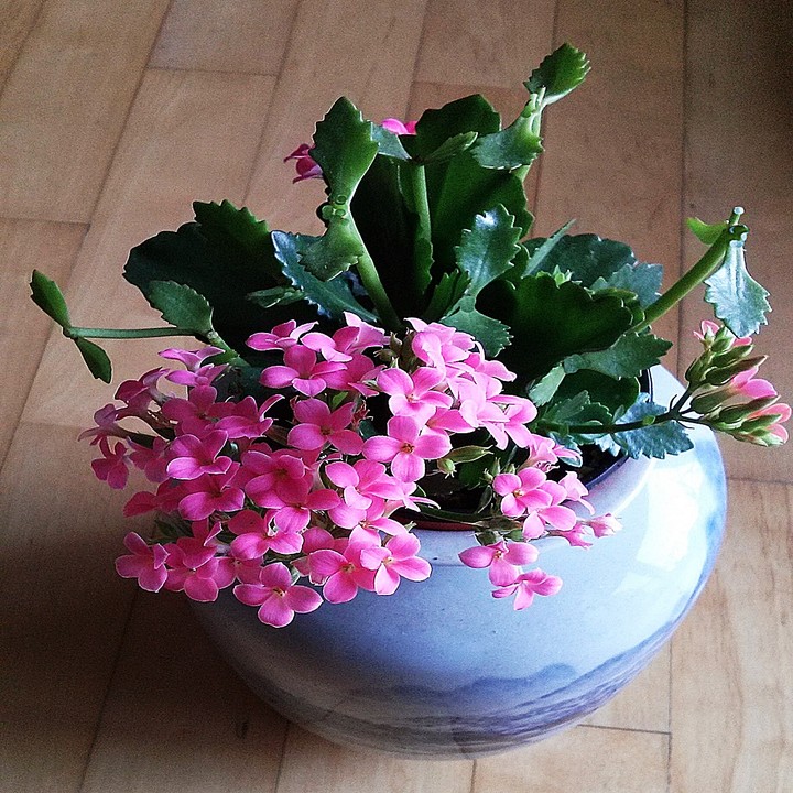 칼랑코에 - Kalanchoe.