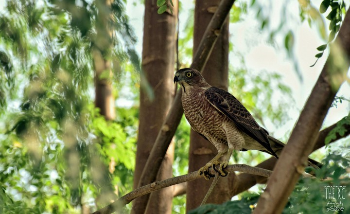Crested serpent Eagle 